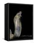 Naja Haje (Egyptian Cobra)-Paul Starosta-Framed Stretched Canvas
