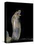 Naja Haje (Egyptian Cobra)-Paul Starosta-Stretched Canvas