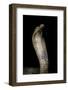 Naja Haje (Egyptian Cobra)-Paul Starosta-Framed Photographic Print