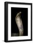 Naja Haje (Egyptian Cobra)-Paul Starosta-Framed Photographic Print