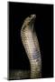 Naja Haje (Egyptian Cobra)-Paul Starosta-Mounted Photographic Print