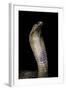 Naja Haje (Egyptian Cobra)-Paul Starosta-Framed Photographic Print