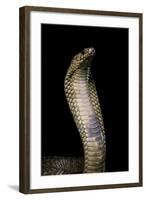 Naja Haje (Egyptian Cobra)-Paul Starosta-Framed Photographic Print