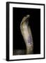 Naja Haje (Egyptian Cobra)-Paul Starosta-Framed Photographic Print