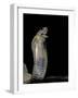 Naja Haje (Egyptian Cobra)-Paul Starosta-Framed Photographic Print