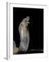 Naja Haje (Egyptian Cobra)-Paul Starosta-Framed Photographic Print