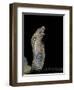 Naja Haje (Egyptian Cobra)-Paul Starosta-Framed Photographic Print