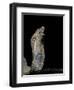 Naja Haje (Egyptian Cobra)-Paul Starosta-Framed Photographic Print