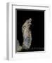 Naja Haje (Egyptian Cobra)-Paul Starosta-Framed Photographic Print