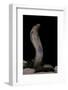 Naja Haje (Egyptian Cobra)-Paul Starosta-Framed Photographic Print