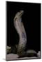 Naja Haje (Egyptian Cobra)-Paul Starosta-Mounted Photographic Print