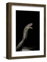 Naja Haje (Egyptian Cobra)-Paul Starosta-Framed Photographic Print