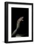 Naja Haje (Egyptian Cobra)-Paul Starosta-Framed Photographic Print