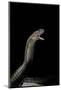 Naja Haje (Egyptian Cobra)-Paul Starosta-Mounted Photographic Print