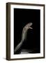 Naja Haje (Egyptian Cobra)-Paul Starosta-Framed Photographic Print