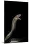 Naja Haje (Egyptian Cobra)-Paul Starosta-Mounted Photographic Print