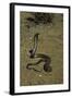 Naja Haje (Egyptian Cobra)-Paul Starosta-Framed Photographic Print