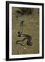 Naja Haje (Egyptian Cobra)-Paul Starosta-Framed Photographic Print