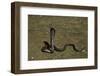 Naja Haje (Egyptian Cobra)-Paul Starosta-Framed Photographic Print