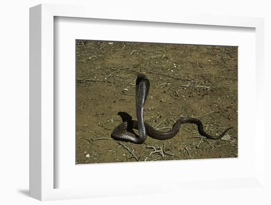 Naja Haje (Egyptian Cobra)-Paul Starosta-Framed Photographic Print