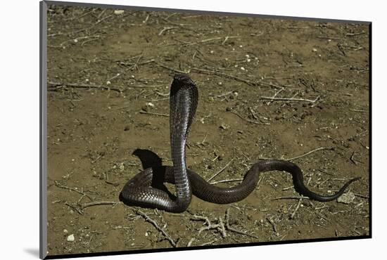 Naja Haje (Egyptian Cobra)-Paul Starosta-Mounted Photographic Print