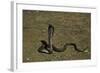 Naja Haje (Egyptian Cobra)-Paul Starosta-Framed Photographic Print