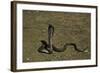 Naja Haje (Egyptian Cobra)-Paul Starosta-Framed Photographic Print