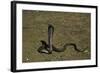 Naja Haje (Egyptian Cobra)-Paul Starosta-Framed Photographic Print