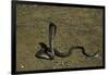 Naja Haje (Egyptian Cobra)-Paul Starosta-Framed Photographic Print