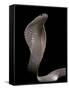 Naja Kaouthia (Monocled Cobra)-Paul Starosta-Framed Stretched Canvas