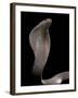 Naja Kaouthia (Monocled Cobra)-Paul Starosta-Framed Photographic Print