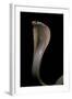 Naja Kaouthia (Monocled Cobra)-Paul Starosta-Framed Photographic Print