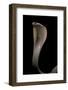 Naja Kaouthia (Monocled Cobra)-Paul Starosta-Framed Photographic Print