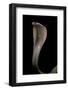 Naja Kaouthia (Monocled Cobra)-Paul Starosta-Framed Photographic Print
