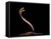 Naja Pallida (Red Spitting Cobra)-Paul Starosta-Framed Stretched Canvas
