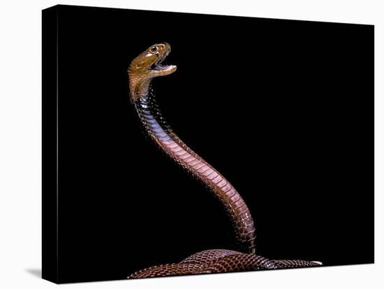 Naja Pallida (Red Spitting Cobra)-Paul Starosta-Stretched Canvas