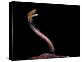 Naja Pallida (Red Spitting Cobra)-Paul Starosta-Stretched Canvas