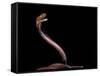 Naja Pallida (Red Spitting Cobra)-Paul Starosta-Framed Stretched Canvas