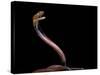 Naja Pallida (Red Spitting Cobra)-Paul Starosta-Stretched Canvas