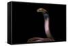 Naja Pallida (Red Spitting Cobra)-Paul Starosta-Framed Stretched Canvas