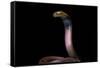 Naja Pallida (Red Spitting Cobra)-Paul Starosta-Framed Stretched Canvas