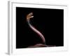 Naja Pallida (Red Spitting Cobra)-Paul Starosta-Framed Photographic Print