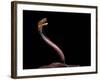 Naja Pallida (Red Spitting Cobra)-Paul Starosta-Framed Photographic Print