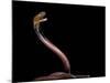 Naja Pallida (Red Spitting Cobra)-Paul Starosta-Mounted Photographic Print