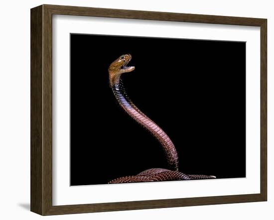 Naja Pallida (Red Spitting Cobra)-Paul Starosta-Framed Photographic Print