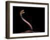 Naja Pallida (Red Spitting Cobra)-Paul Starosta-Framed Photographic Print
