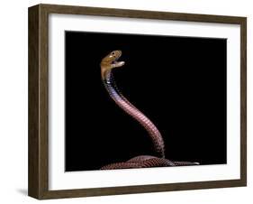 Naja Pallida (Red Spitting Cobra)-Paul Starosta-Framed Photographic Print