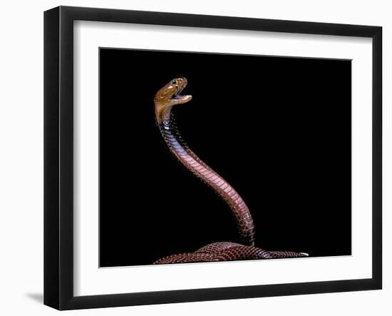 Naja Pallida (Red Spitting Cobra)-Paul Starosta-Framed Photographic Print