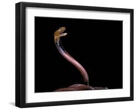 Naja Pallida (Red Spitting Cobra)-Paul Starosta-Framed Photographic Print