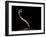 Naja Pallida (Red Spitting Cobra)-Paul Starosta-Framed Photographic Print